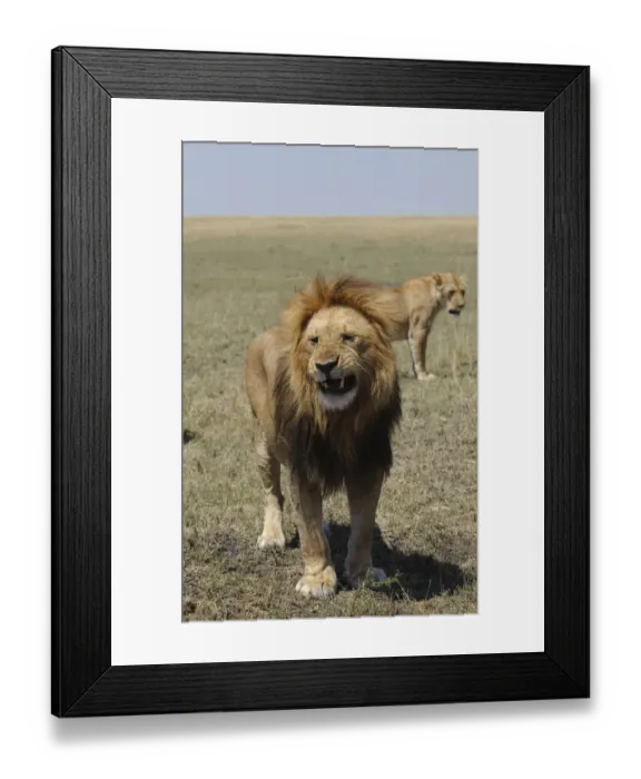Framed Print : aggression, animal themes, animals in the wild, arid, beauty in nature, big cat, challenge Framed Print : aggression, animal themes, animals in the wild, arid, beauty in nature, big cat, challenge