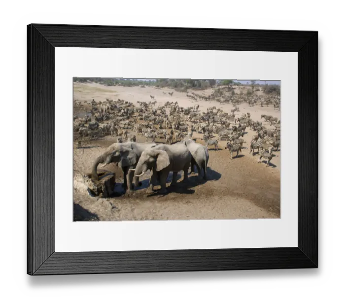 Framed Print : animal themes, boteti river, botswana, color image, day, drinking, elephants, elevated view Framed Print : animal themes, boteti river, botswana, color image, day, drinking, elephants, elevated view