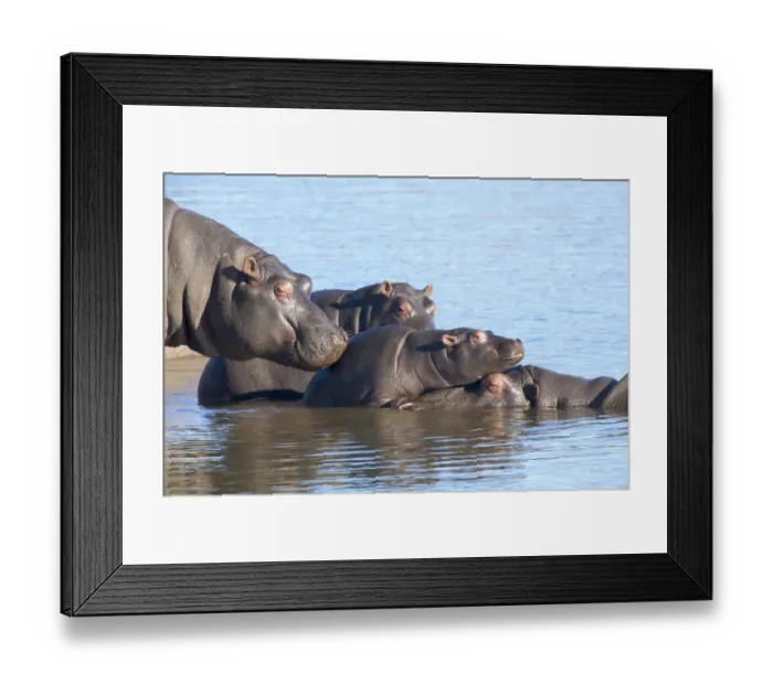 Framed Print : afternoon, alert, alone, ambient, animal behavior, animals in the wild, bright, calm Framed Print : afternoon, alert, alone, ambient, animal behavior, animals in the wild, bright, calm