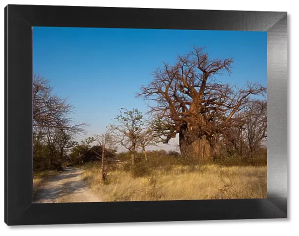 adansonia digitata, bare tree, boabab tree, botswana, clear sky, color image, day
