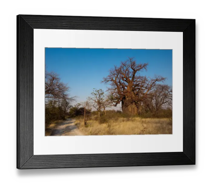 Framed Print : adansonia digitata, bare tree, boabab tree, botswana, clear sky, color image, day Framed Print : adansonia digitata, bare tree, boabab tree, botswana, clear sky, color image, day