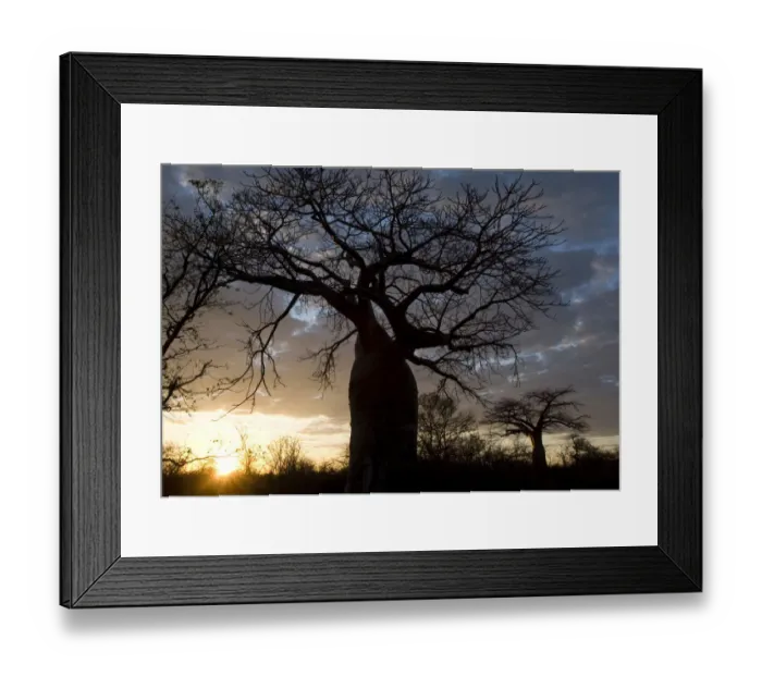 Framed Print : adansonia digitata, backlit, bare tree, beauty in nature, boabab tree, cloud, color image Framed Print : adansonia digitata, backlit, bare tree, beauty in nature, boabab tree, cloud, color image