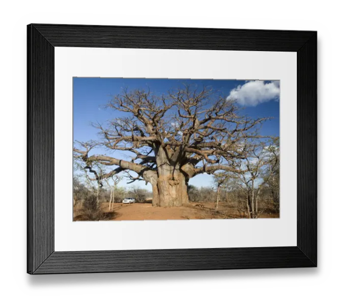 Framed Print : adansonia digitata, bare tree, beauty in nature, boabab tree, car, cloud, color image Framed Print : adansonia digitata, bare tree, beauty in nature, boabab tree, car, cloud, color image