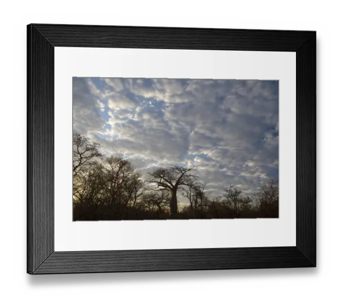 Framed Print : adansonia digitata, backlit, bare tree, beauty in nature, boabab tree, cloud, color image Framed Print : adansonia digitata, backlit, bare tree, beauty in nature, boabab tree, cloud, color image