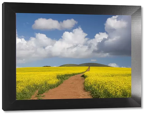 beauty in nature, canola, cloudscape, color image, day, diminishing perspective, dirt road