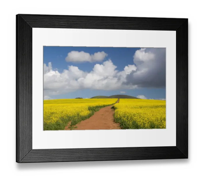Framed Print : beauty in nature, canola, cloudscape, color image, day, diminishing perspective, dirt road Framed Print : beauty in nature, canola, cloudscape, color image, day, diminishing perspective, dirt road