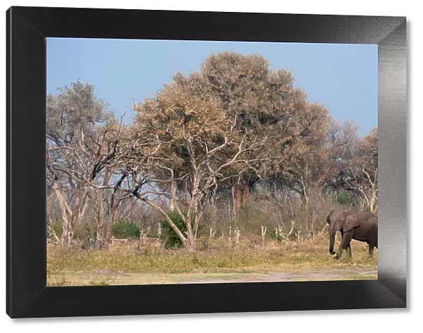 african elephant, animal themes, botswana, clear sky, color image, day, elephant