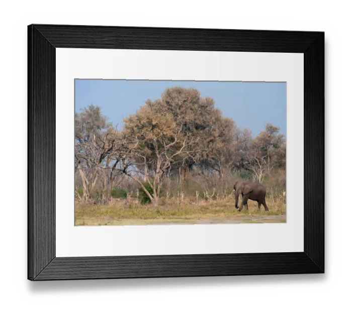 Framed Print : african elephant, animal themes, botswana, clear sky, color image, day, elephant Framed Print : african elephant, animal themes, botswana, clear sky, color image, day, elephant