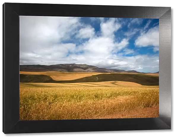 clear sky, cloud, color image, day, eastern cape province, grass, grass, grass area