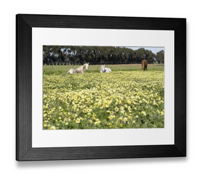 Framed Print : abundance, animal themes, beauty in nature, canola, color image, day, equus ferus caballus Framed Print : abundance, animal themes, beauty in nature, canola, color image, day, equus ferus caballus