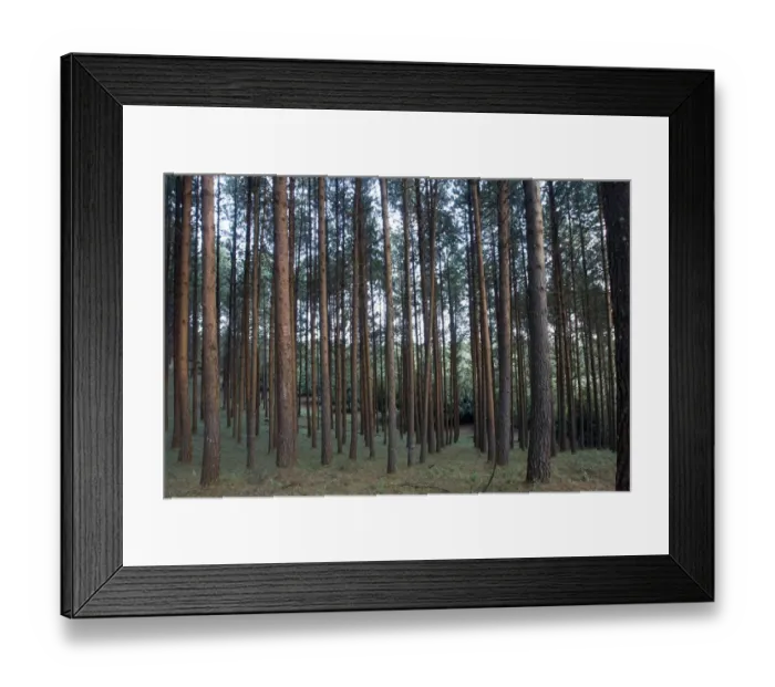 Framed Print : abundance, beauty in nature, color image, day, forest, growth, horizontal, idyllic Framed Print : abundance, beauty in nature, color image, day, forest, growth, horizontal, idyllic