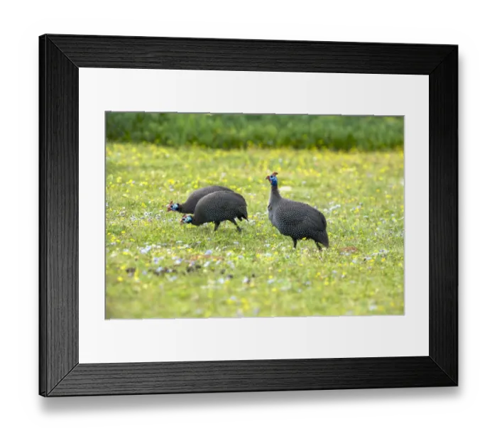 Framed Print : abundance, africa, afternoon, alert, ambient, amuse, amusement, amusing, animal behavior Framed Print : abundance, africa, afternoon, alert, ambient, amuse, amusement, amusing, animal behavior