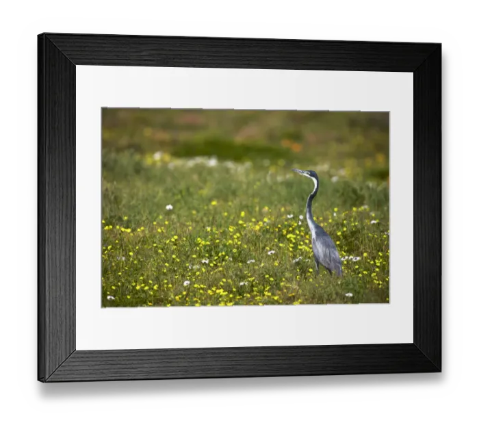 Framed Print : africa, afternoon, alert, alone, ambient, animal behavior, animals in the wild, ardea melanocephala