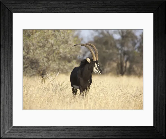 Framed Print : afternoon, alert, alone, ambient, animal behavior, animals in the wild, bright, calm Framed Print : afternoon, alert, alone, ambient, animal behavior, animals in the wild, bright, calm