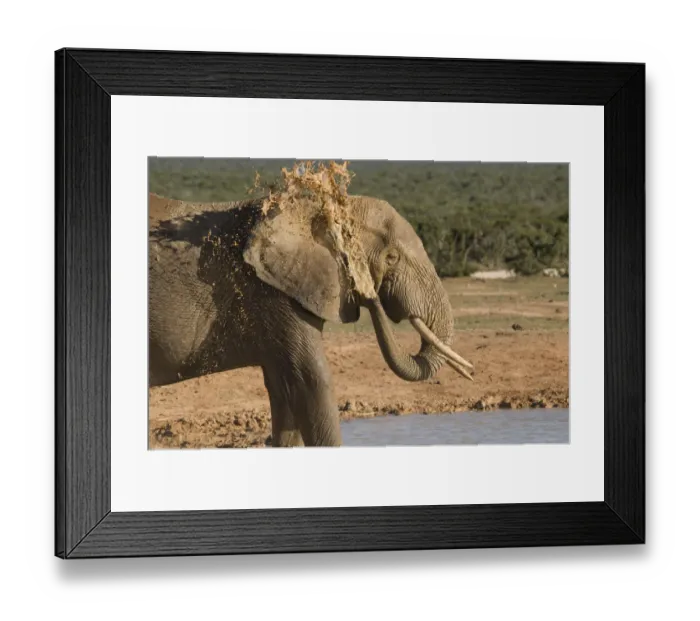 Framed Print : addo, african bush elephant, african elephant, animal themes, color image, day, eastern Framed Print : addo, african bush elephant, african elephant, animal themes, color image, day, eastern