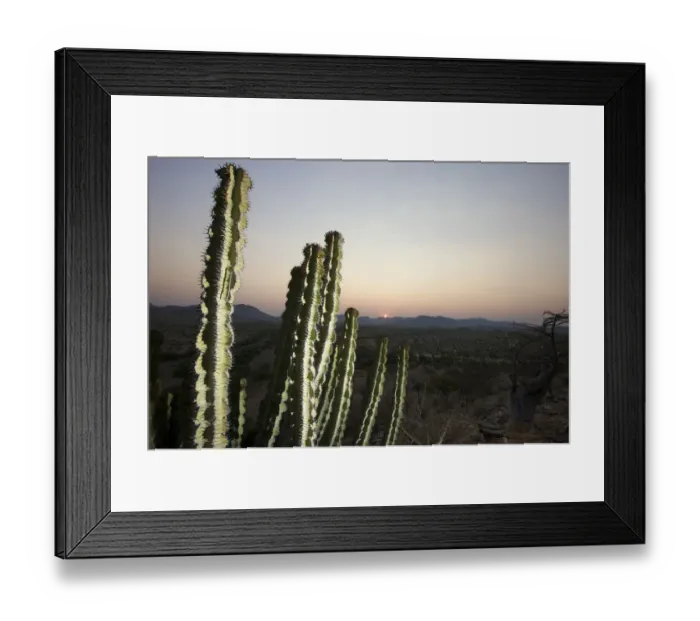 Framed Print : adapt, africa, alternative medicine, ambient, annual, bumpy, calm, close-up, color Framed Print : adapt, africa, alternative medicine, ambient, annual, bumpy, calm, close-up, color
