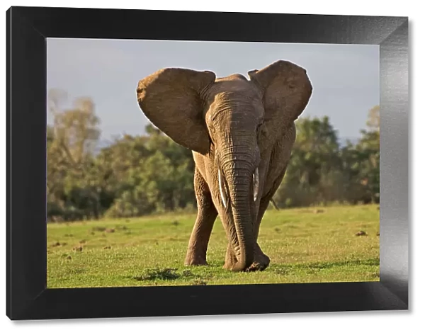 african bush elephant, african elephant, animal themes, bull, color image, day, eastern