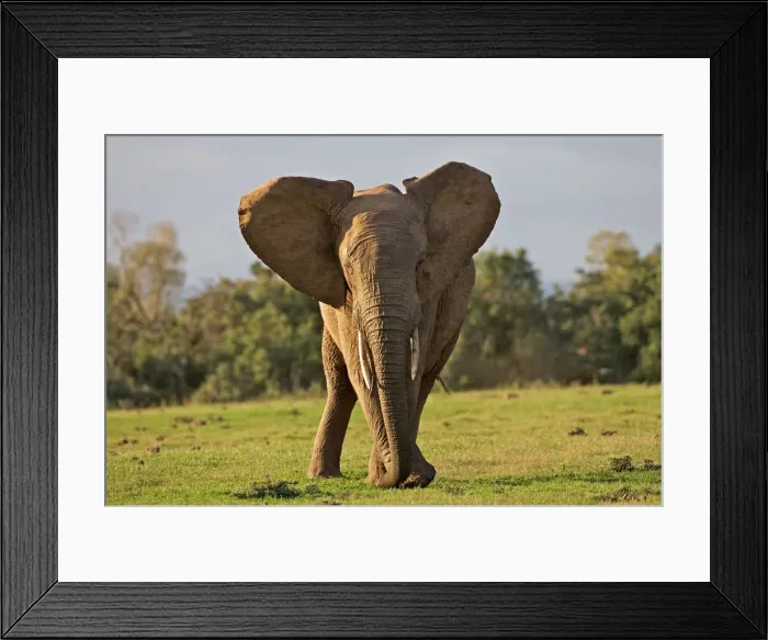Framed Print : african bush elephant, african elephant, animal themes, bull, color image, day, eastern Framed Print : african bush elephant, african elephant, animal themes, bull, color image, day, eastern