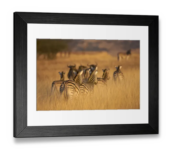 Framed Print : africa, ambient, animal, animal behavior, animals in the wild, bond, bonding, calm Framed Print : africa, ambient, animal, animal behavior, animals in the wild, bond, bonding, calm
