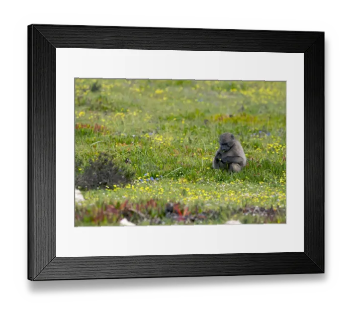 Framed Print : abundance, africa, afternoon, alert, alone, ambient, amuse, amusement, amusing, animal behavior Framed Print : abundance, africa, afternoon, alert, alone, ambient, amuse, amusement, amusing, animal behavior