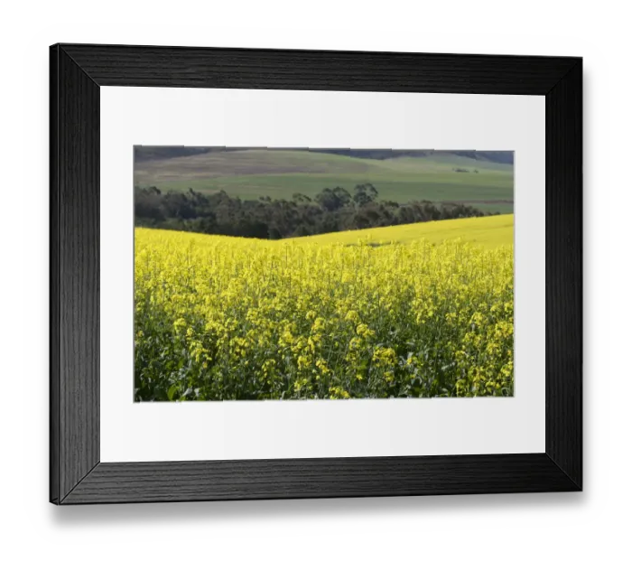 Framed Print : abundance, agriculture, beauty in nature, brassica campestris, caledon, canola, color image Framed Print : abundance, agriculture, beauty in nature, brassica campestris, caledon, canola, color image