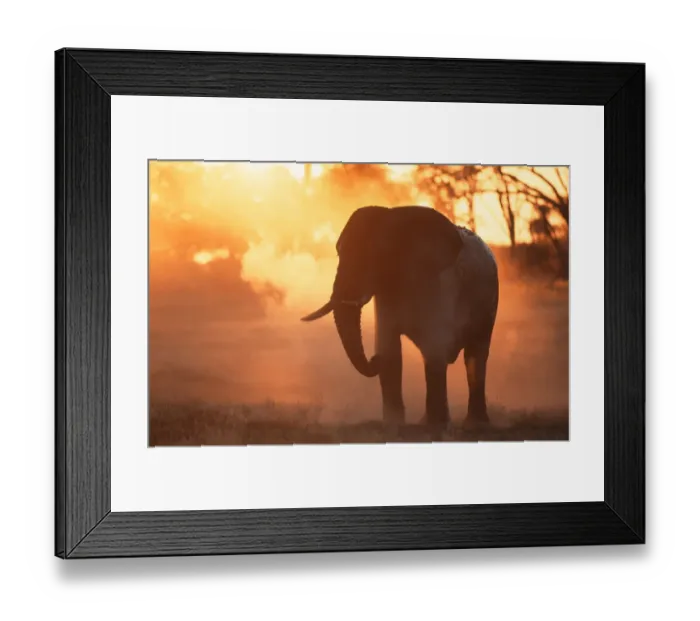 Framed Print : african elephant, animal themes, color image, dust, elephant, full length, horizontal Framed Print : african elephant, animal themes, color image, dust, elephant, full length, horizontal