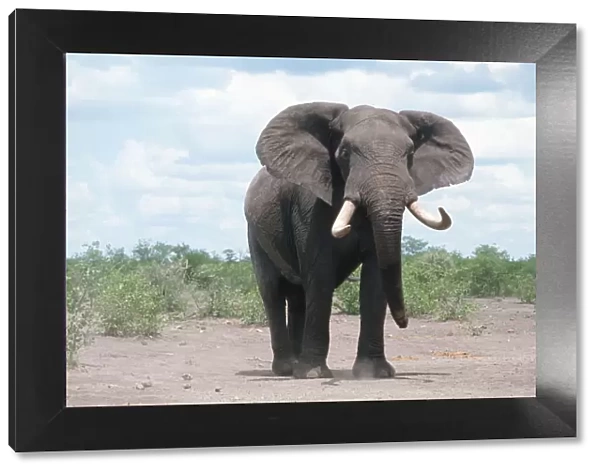 african elephant, animal themes, color image, day, elephant, full length, horizontal