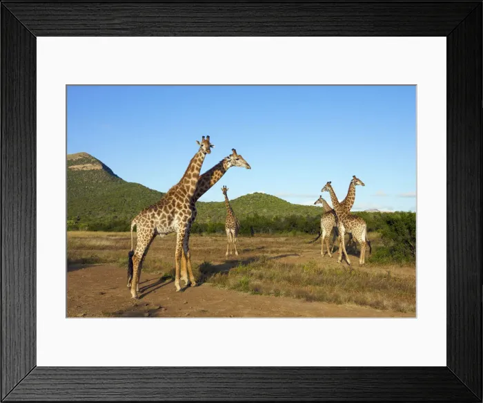 Framed Print : Group of Giraffe (Giraffa Camelopardalis) Framed Print : Group of Giraffe (Giraffa Camelopardalis)
