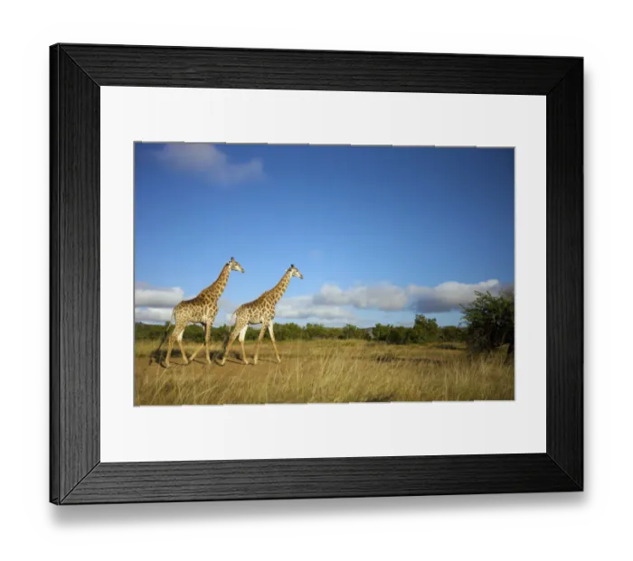 Framed Print : Two Giraffe (Giraffa Camelopardalis) walking Framed Print : Two Giraffe (Giraffa Camelopardalis) walking