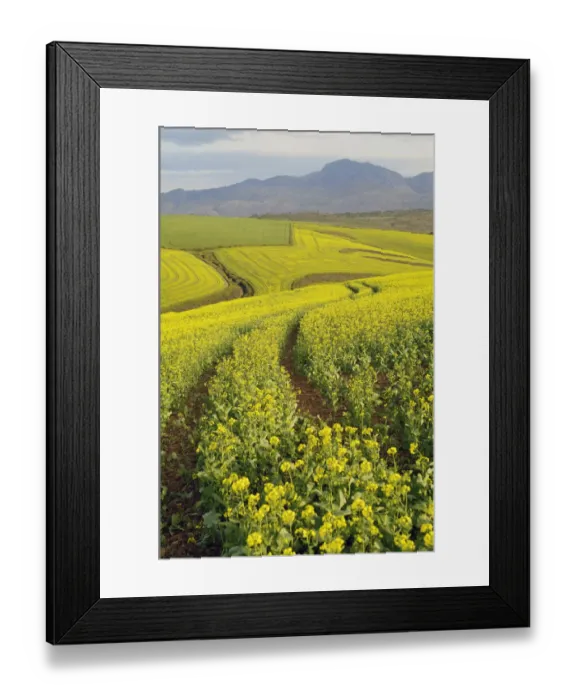 Framed Print : Fields of canola turn landscape yellow, Cape Town, Western Cape Province, South Africa Framed Print : Fields of canola turn landscape yellow, Cape Town, Western Cape Province, South Africa
