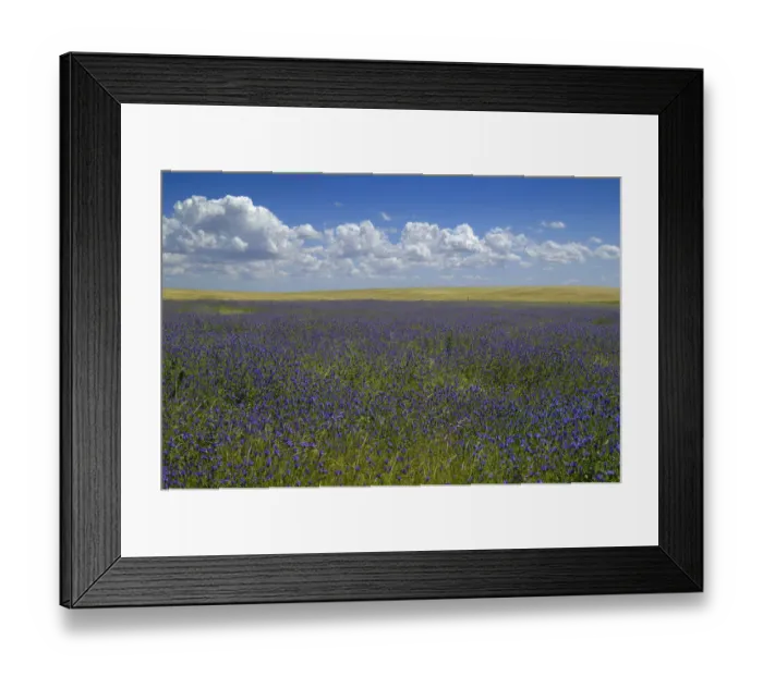 Framed Print : Cumulus floats in blue sky over field of blue wildflowers Framed Print : Cumulus floats in blue sky over field of blue wildflowers