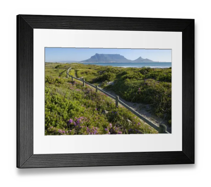 Framed Print : Spring flowers on coastal walk at sunset beach, Cape Town, Western Cape Province, South Africa
