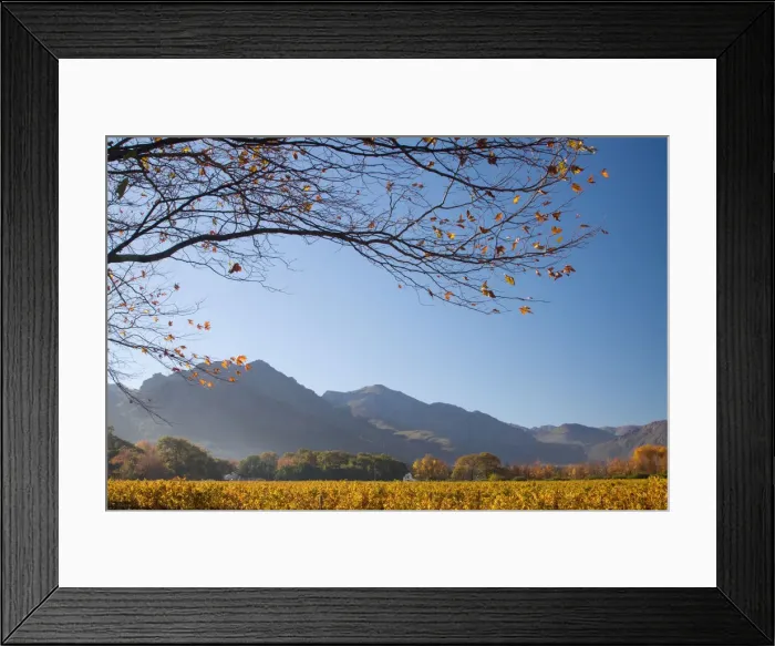 Framed Print : autumn, bare tree, clear sky, color image, day, field, franschoek, horizontal, landscape Framed Print : autumn, bare tree, clear sky, color image, day, field, franschoek, horizontal, landscape