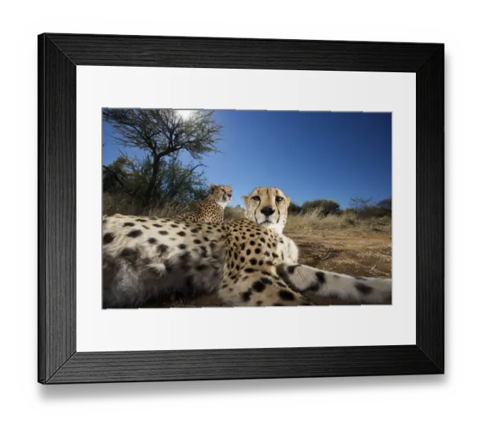 Framed Print : Close up of cheetah (Acinonyx jubatus) looking at camera