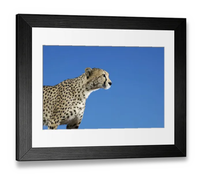 Framed Print : Profile view of a cheetah (Acinonyx jubatus), (Acinonyx jubatus)