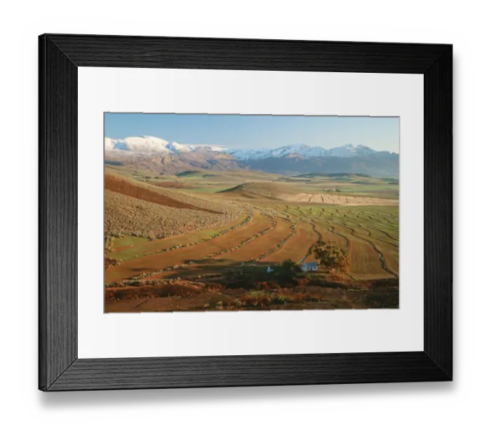 Framed Print : Wheatfield and snow covered mountains in background Framed Print : Wheatfield and snow covered mountains in background