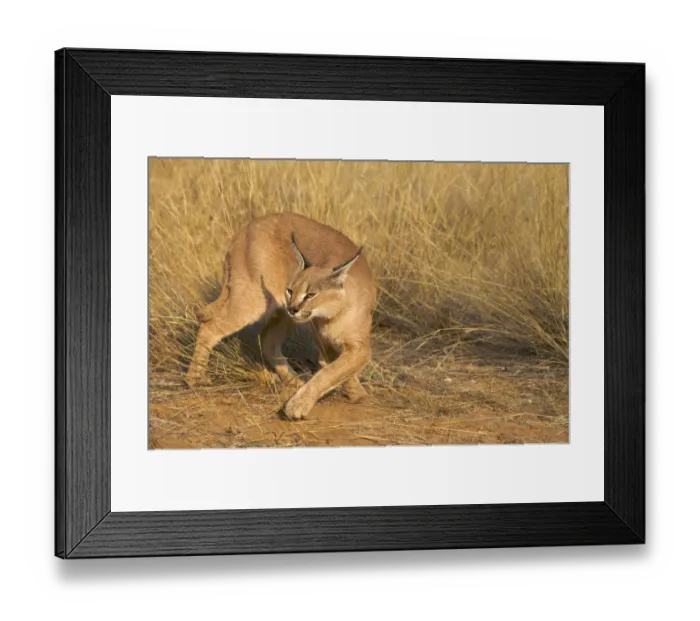 Framed Print : horizontal, africa, african lynx, alert, ambient, animal, animal behavior, animals in the wild Framed Print : horizontal, africa, african lynx, alert, ambient, animal, animal behavior, animals in the wild