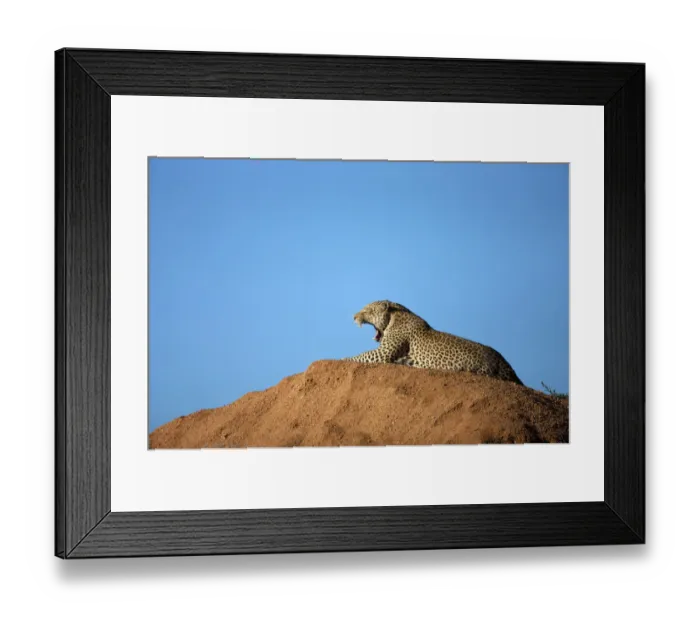 Framed Print : Distant view of a Leopard (Panthera Pardus) laying on a hill Framed Print : Distant view of a Leopard (Panthera Pardus) laying on a hill