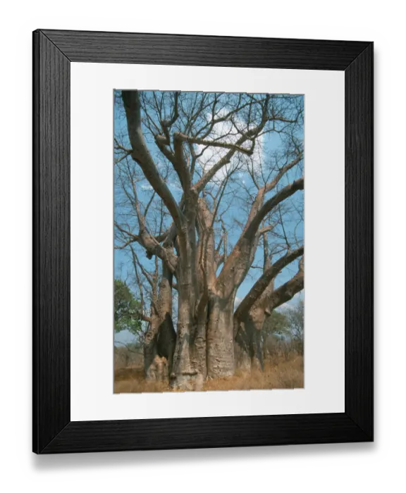 Framed Print : adansonia digitata, baobab, baobab tree, beauty in nature, branch, color image, day Framed Print : adansonia digitata, baobab, baobab tree, beauty in nature, branch, color image, day