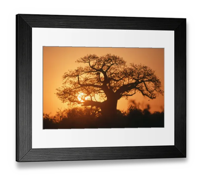 Framed Print : adansonia digitata, backlit, baobab, baobab tree, beauty in nature, clear sky, color image Framed Print : adansonia digitata, backlit, baobab, baobab tree, beauty in nature, clear sky, color image