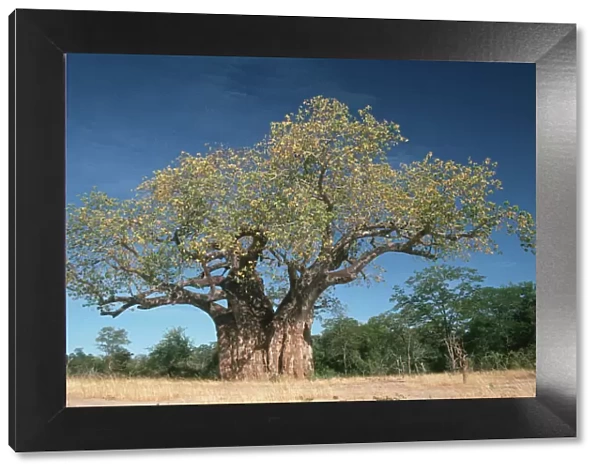 adansonia digitata, baobab, baobab tree, beauty in nature, clear sky, color image
