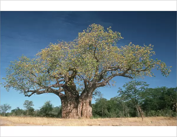 adansonia digitata, baobab, baobab tree, beauty in nature, clear sky, color image