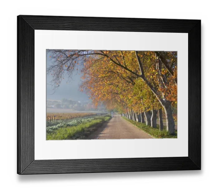 Framed Print : autumn, beauty in nature, color image, country road, day, horizontal, in a row, landscape Framed Print : autumn, beauty in nature, color image, country road, day, horizontal, in a row, landscape