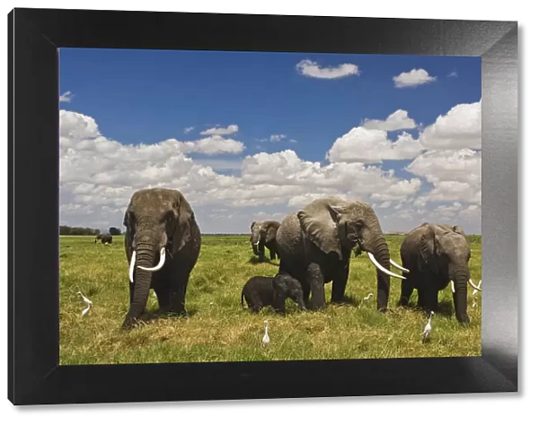 amboseli national park, animal family, animal themes, beauty in nature, color image