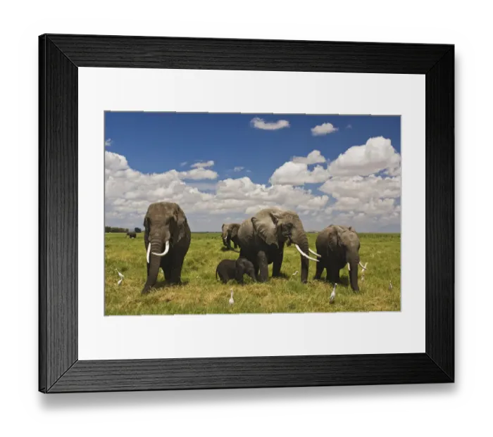 Framed Print : amboseli national park, animal family, animal themes, beauty in nature, color image Framed Print : amboseli national park, animal family, animal themes, beauty in nature, color image
