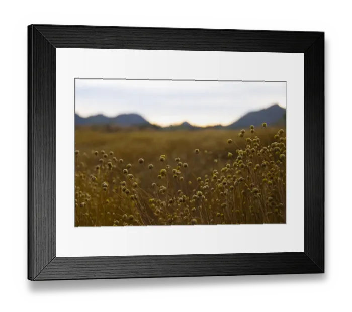 Framed Print : abundance, color image, day, differential focus, field, flower, focus on foreground