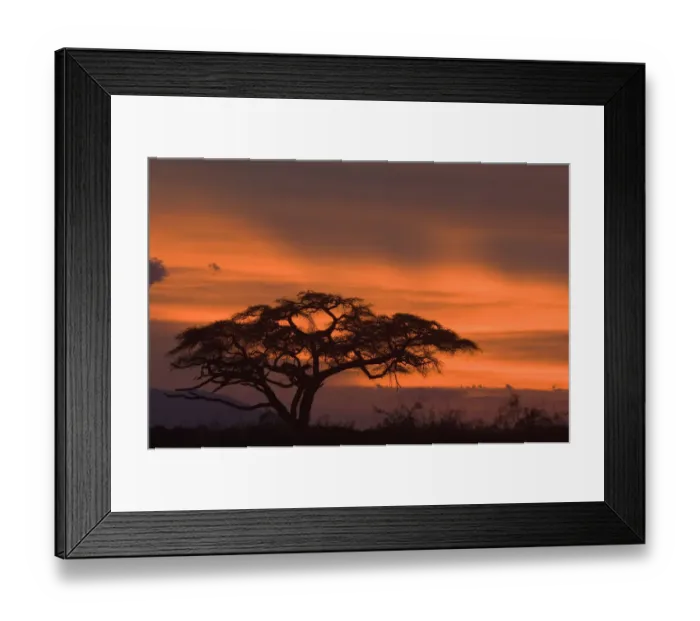 Framed Print : acacia erioloba, acacia tree, amboseli national park, backlit, beauty in nature Framed Print : acacia erioloba, acacia tree, amboseli national park, backlit, beauty in nature