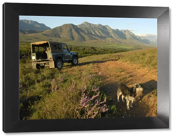Outdoor life with dog and 4x4 in the spring, Riviersonderend mountains near Greyton, Overberg, Western Cape Province, South Africa