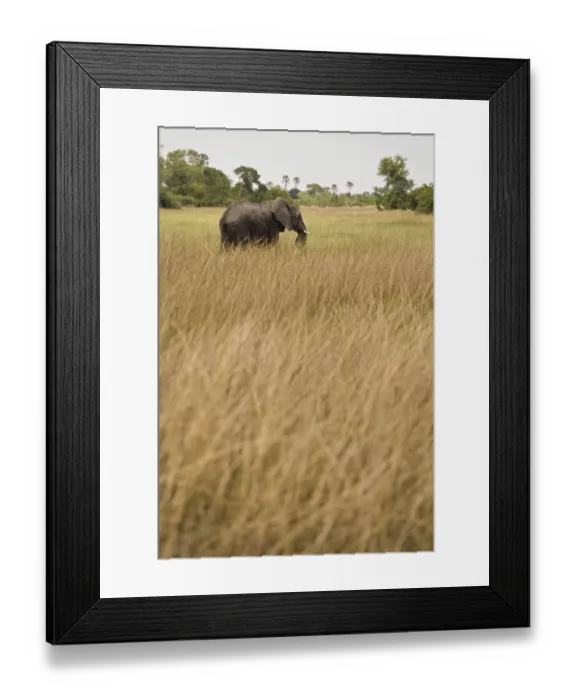 Framed Print : Adult Animal, Animal Themes, Animals In The Wild, Clear Sky, Dry, Elephant, Endangered Species Framed Print : Adult Animal, Animal Themes, Animals In The Wild, Clear Sky, Dry, Elephant, Endangered Species