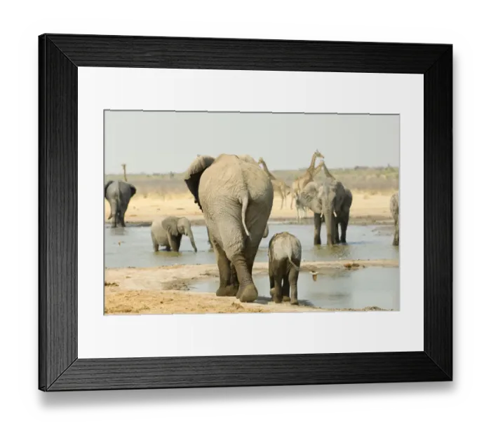 Framed Print : Adult Animal, Animal Themes, Animal life, Animals In The Wild, Elephant, Etosha National Park Framed Print : Adult Animal, Animal Themes, Animal life, Animals In The Wild, Elephant, Etosha National Park